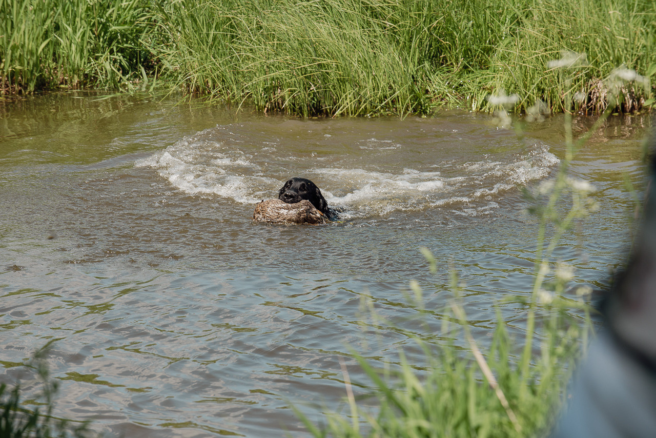 Испытания МОО «Школа Шмеля» 11 июня 2023. Фотограф-анималист Наталья Светличная