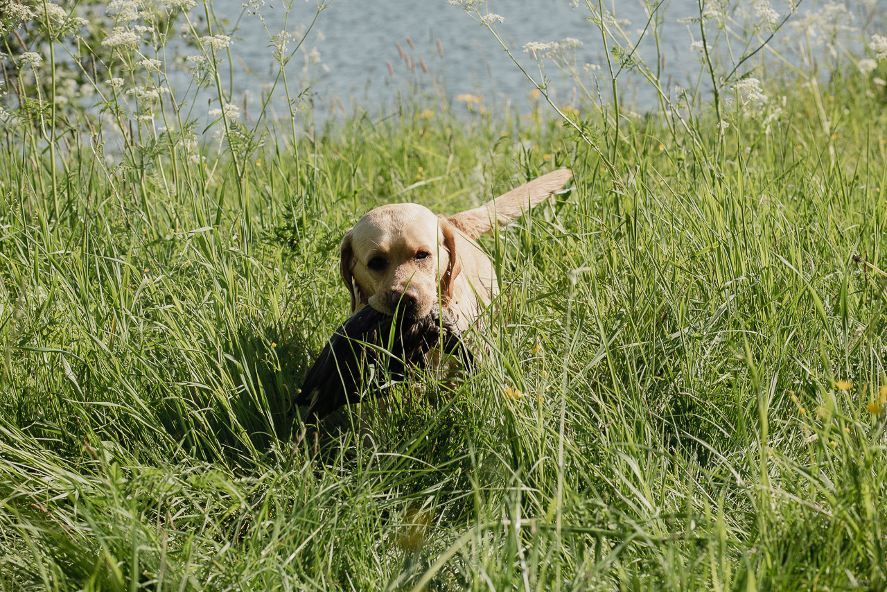 Испытания МОО «Школа Шмеля» 11 июня 2023. Фотограф-анималист Наталья Светличная