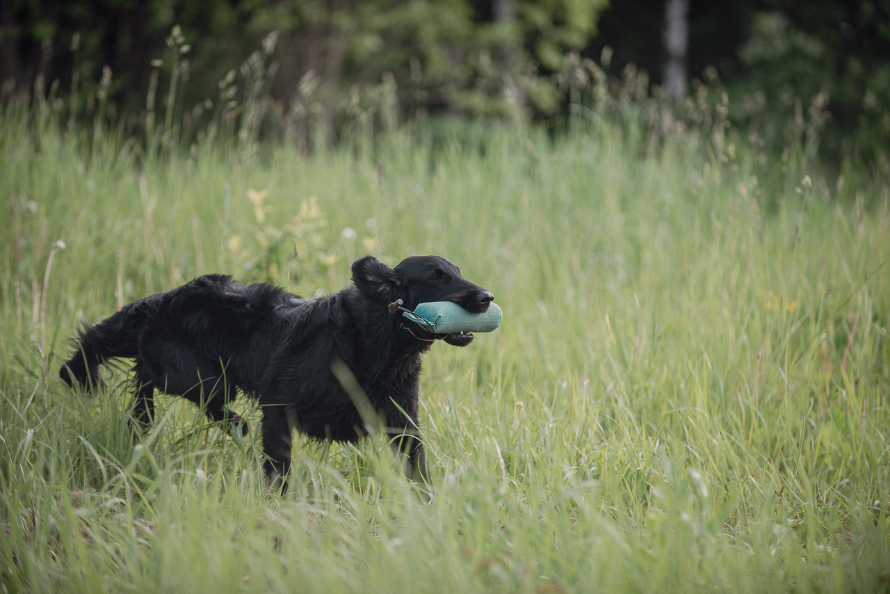 Несертификатный воркинг тест Школы Шмеля, 10 июня 2023. Фотограф-анималист Наталья Светличная
