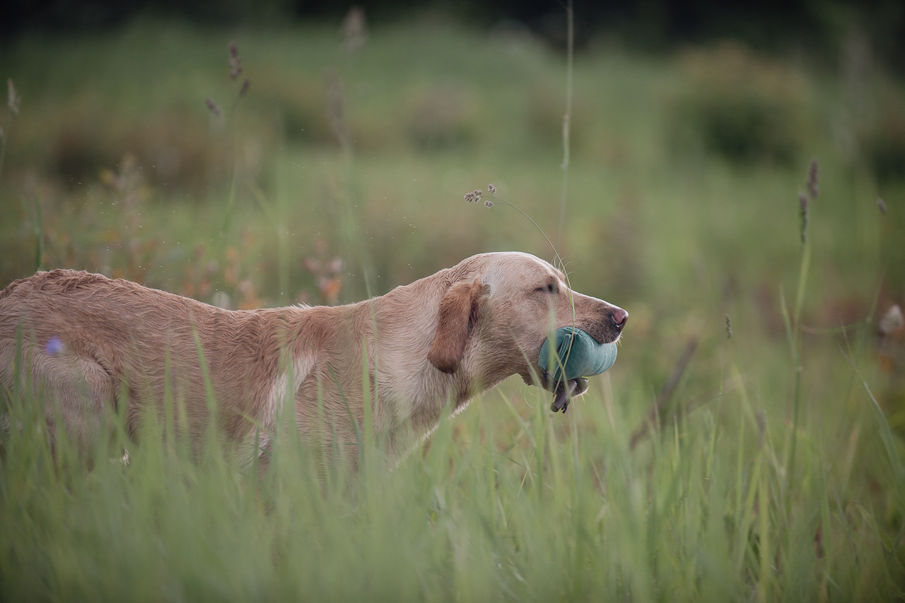 Несертификатный воркинг тест Школы Шмеля, 10 июня 2023. Фотограф-анималист Наталья Светличная