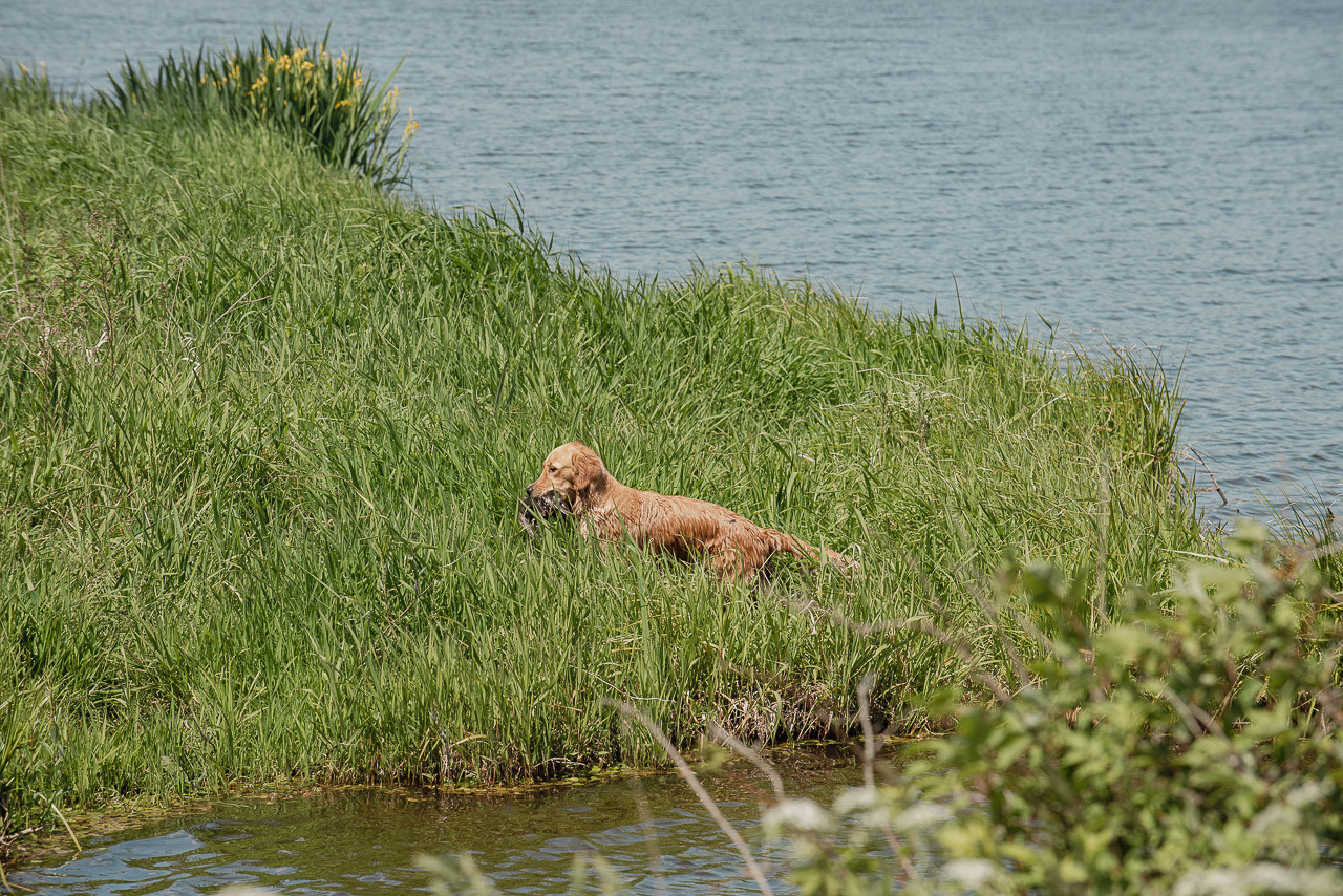 Испытания МОО «Школа Шмеля» 11 июня 2023. Фотограф-анималист Наталья Светличная