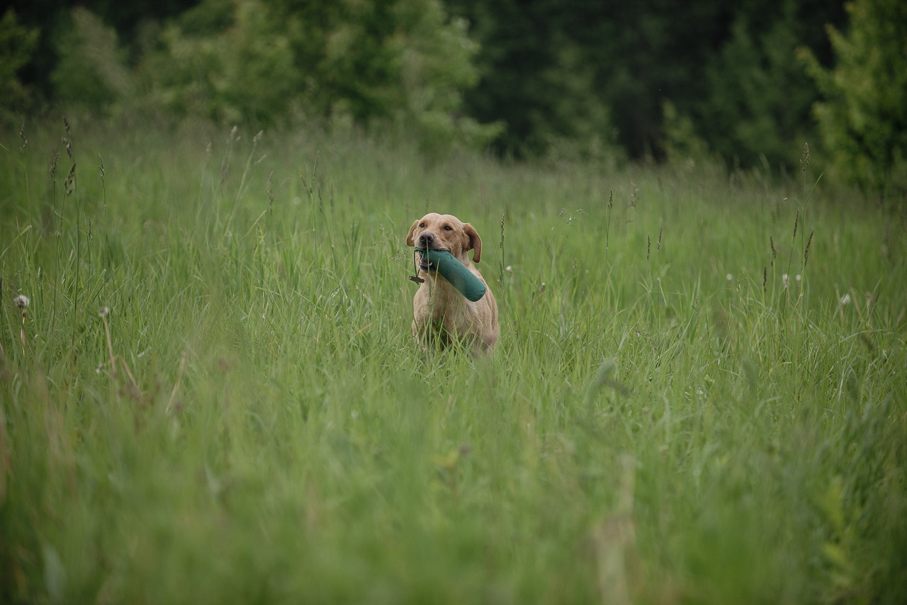 Несертификатный воркинг тест Школы Шмеля, 10 июня 2023. Фотограф-анималист Наталья Светличная