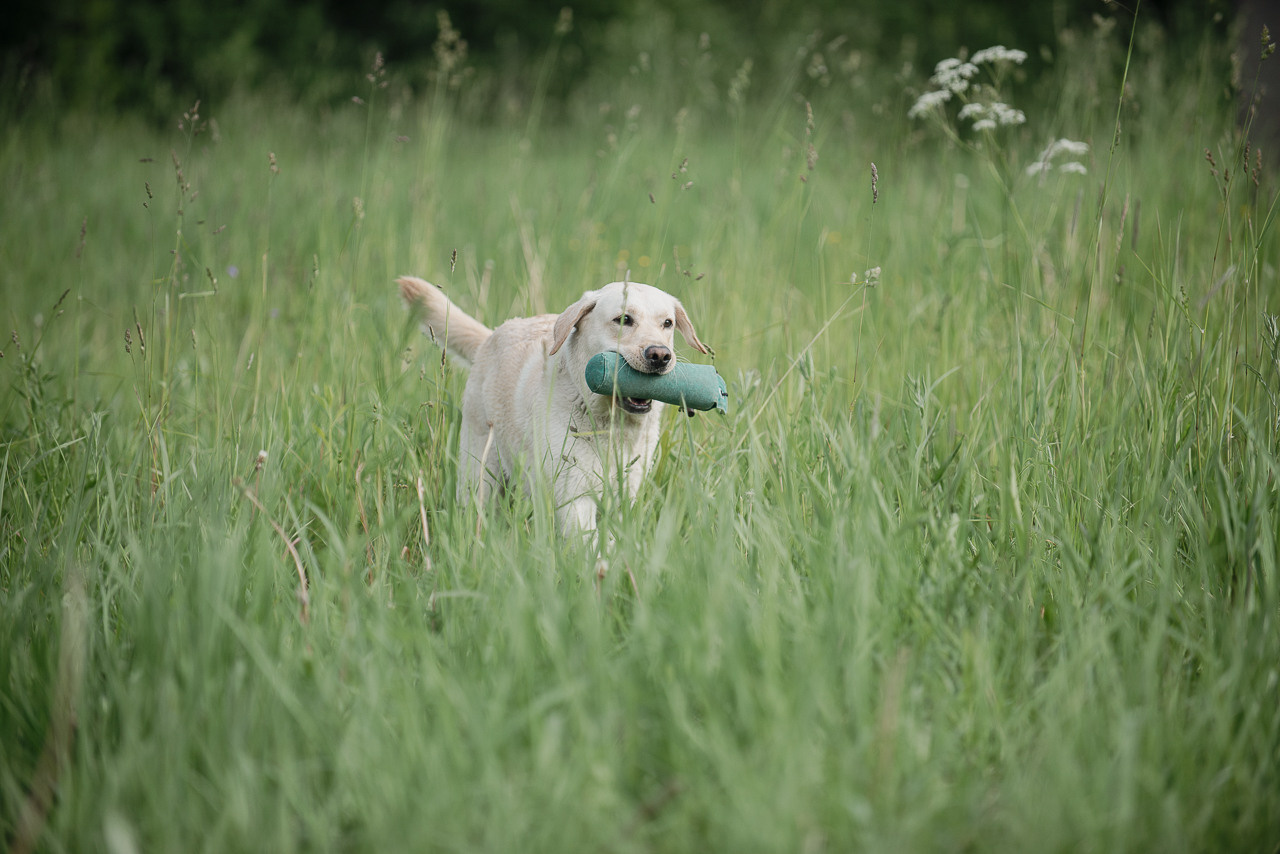 Несертификатный воркинг тест Школы Шмеля, 10 июня 2023. Фотограф-анималист Наталья Светличная