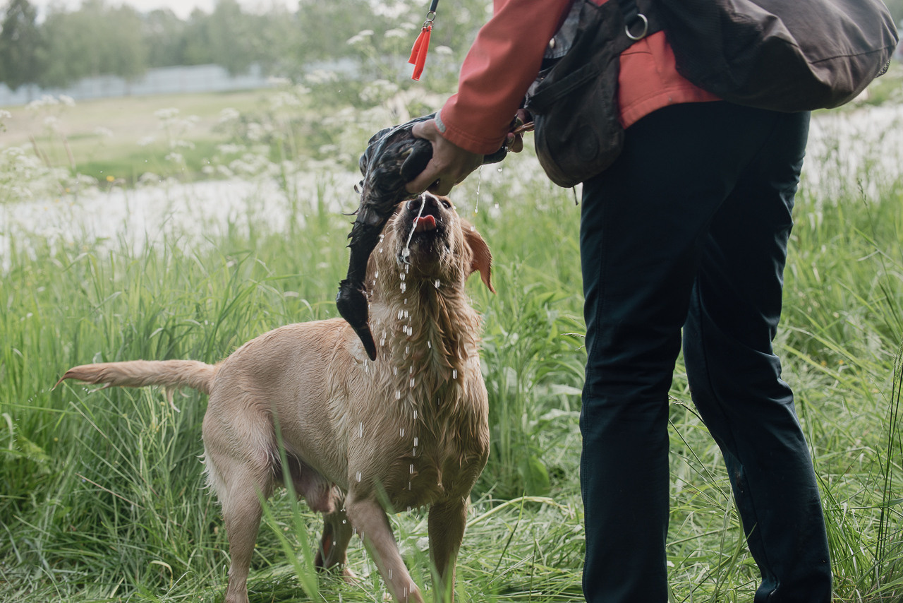 Испытания МОО «Школа Шмеля» 11 июня 2023. Фотограф-анималист Наталья Светличная