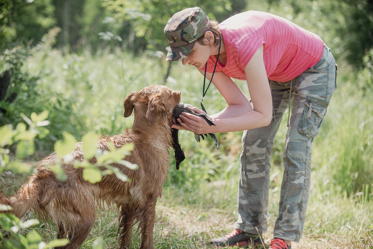Состязания по розыску и подаче битой дичи, ЯРОС, 18.06.23. Фотограф-анималист Наталья Светличная