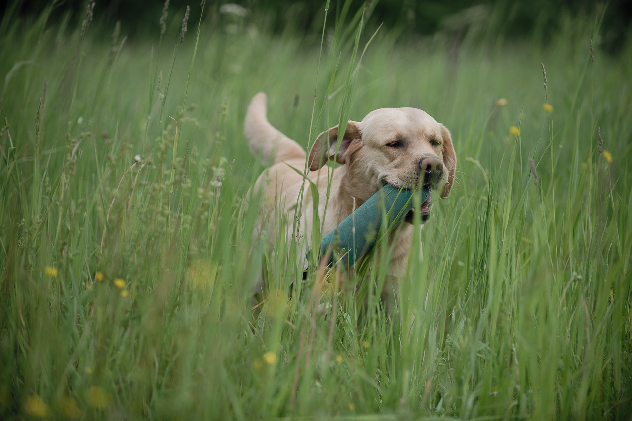 Несертификатный воркинг тест Школы Шмеля, 10 июня 2023. Фотограф-анималист Наталья Светличная