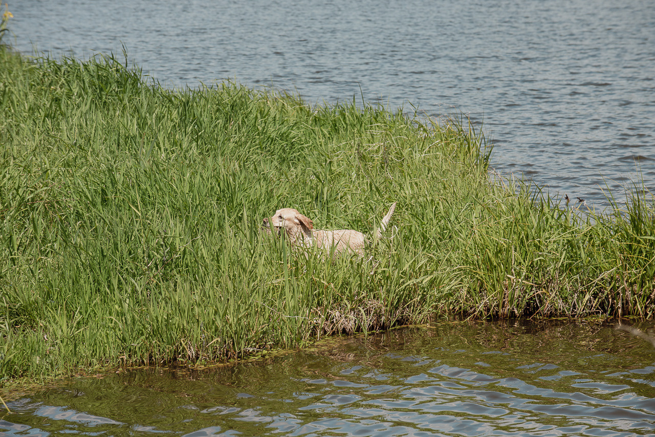 Испытания МОО «Школа Шмеля» 11 июня 2023. Фотограф-анималист Наталья Светличная