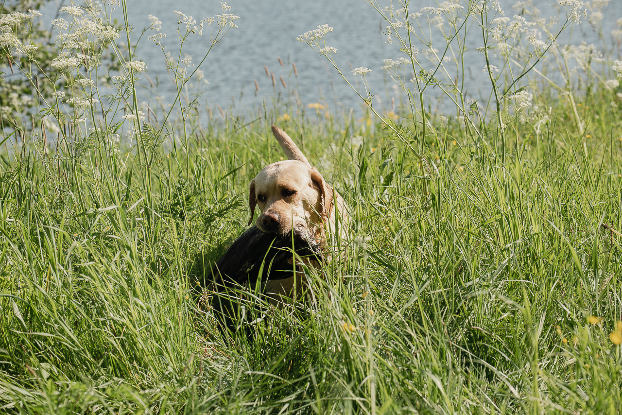 Испытания МОО «Школа Шмеля» 11 июня 2023. Фотограф-анималист Наталья Светличная
