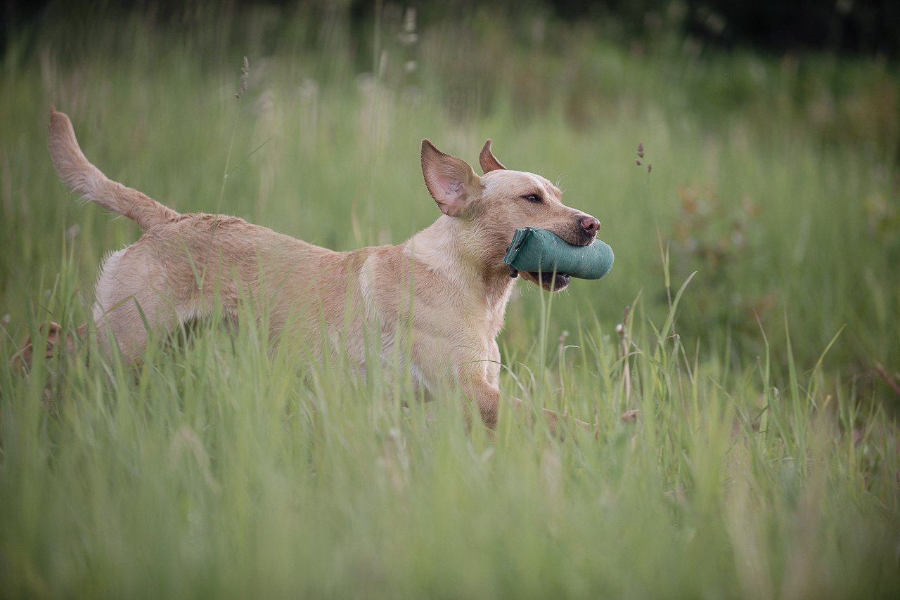 Несертификатный воркинг тест Школы Шмеля, 10 июня 2023. Фотограф-анималист Наталья Светличная