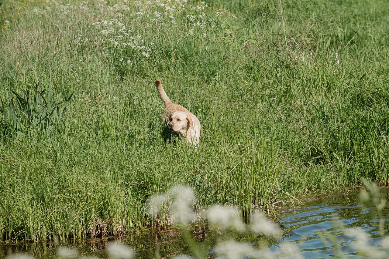 Испытания МОО «Школа Шмеля» 11 июня 2023. Фотограф-анималист Наталья Светличная
