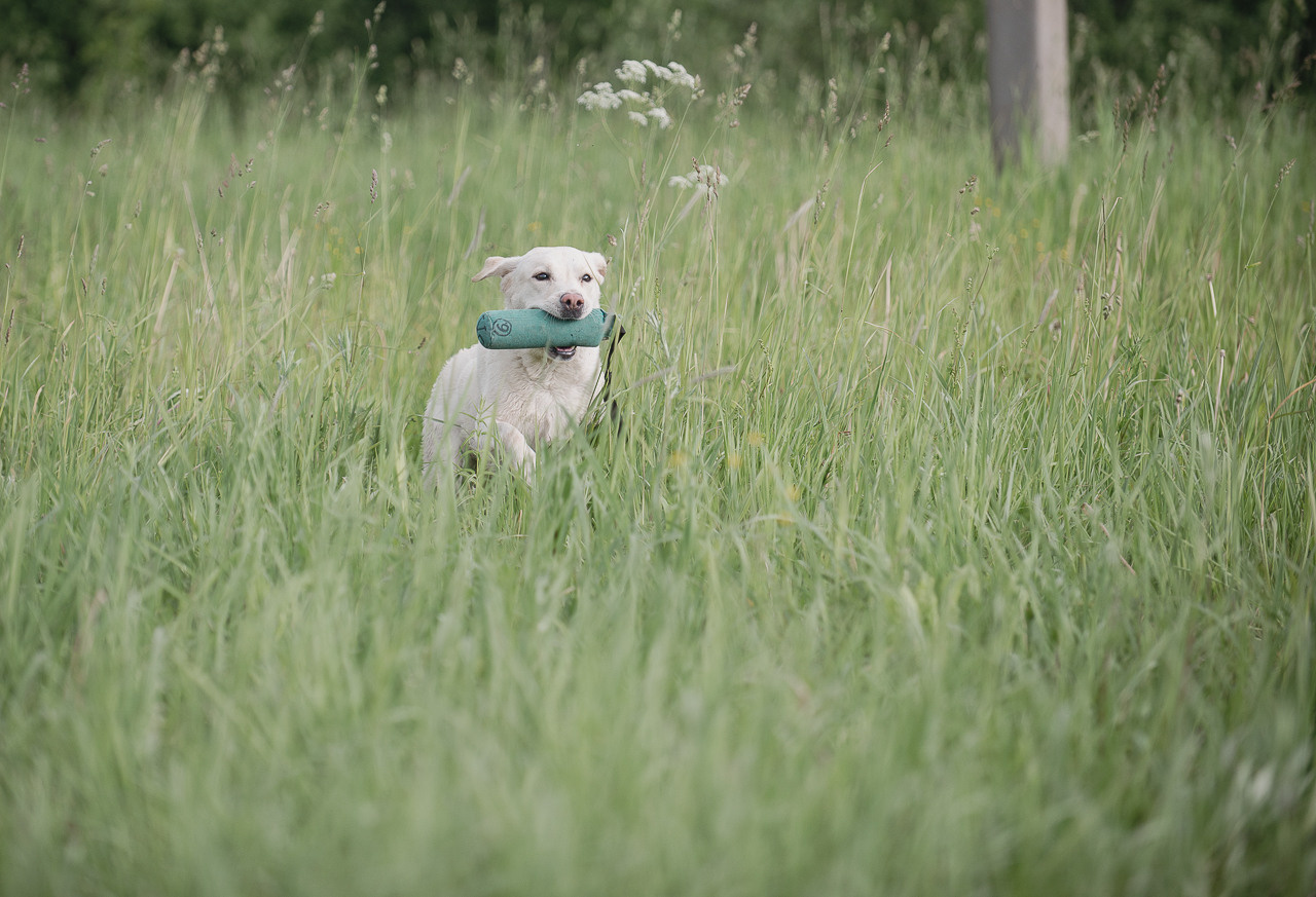 Несертификатный воркинг тест Школы Шмеля, 10 июня 2023. Фотограф-анималист Наталья Светличная