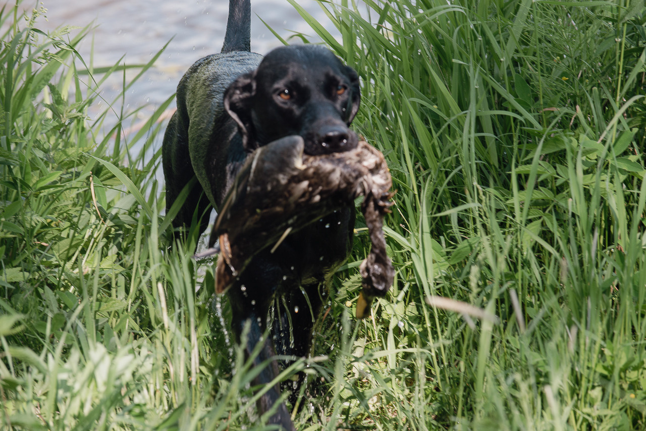 Испытания МОО «Школа Шмеля» 11 июня 2023. Фотограф-анималист Наталья Светличная