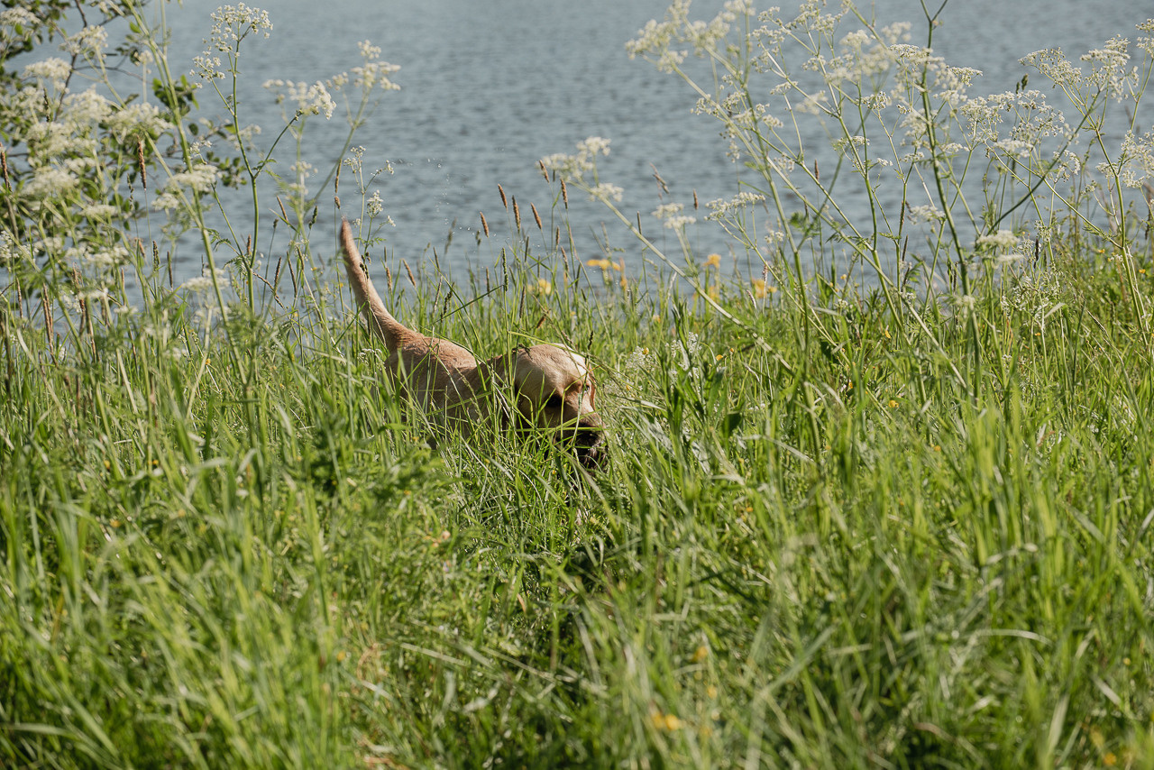 Испытания МОО «Школа Шмеля» 11 июня 2023. Фотограф-анималист Наталья Светличная