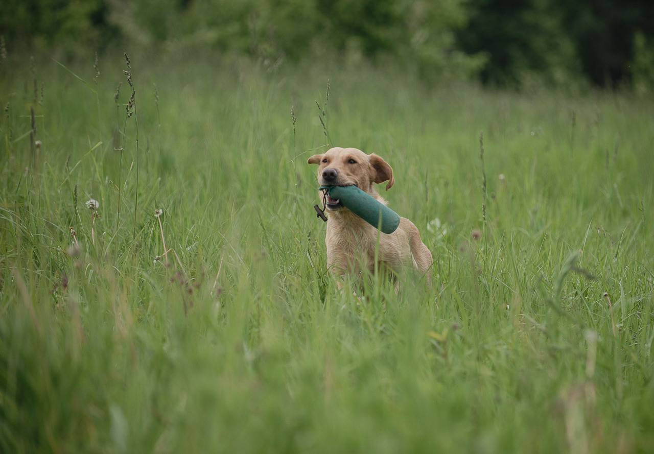Несертификатный воркинг тест Школы Шмеля, 10 июня 2023. Фотограф-анималист Наталья Светличная