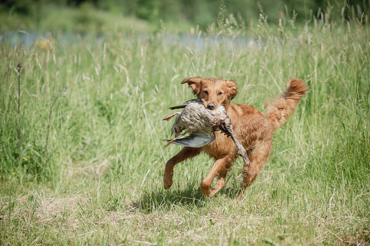 Состязания по розыску и подаче битой дичи, ЯРОС, 18.06.23. Фотограф-анималист Наталья Светличная