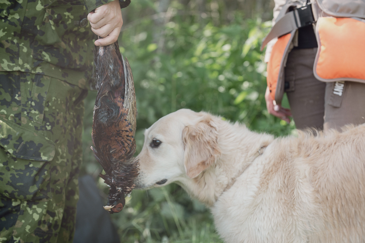 Испытания МОО «Школа Шмеля» 11 июня 2023. Фотограф-анималист Наталья Светличная