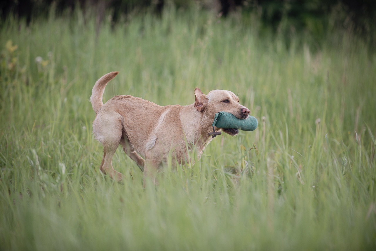 Несертификатный воркинг тест Школы Шмеля, 10 июня 2023. Фотограф-анималист Наталья Светличная