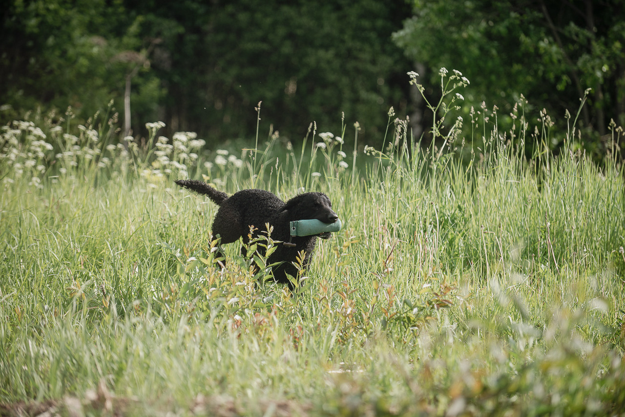 Несертификатный воркинг тест Школы Шмеля, 10 июня 2023. Фотограф-анималист Наталья Светличная