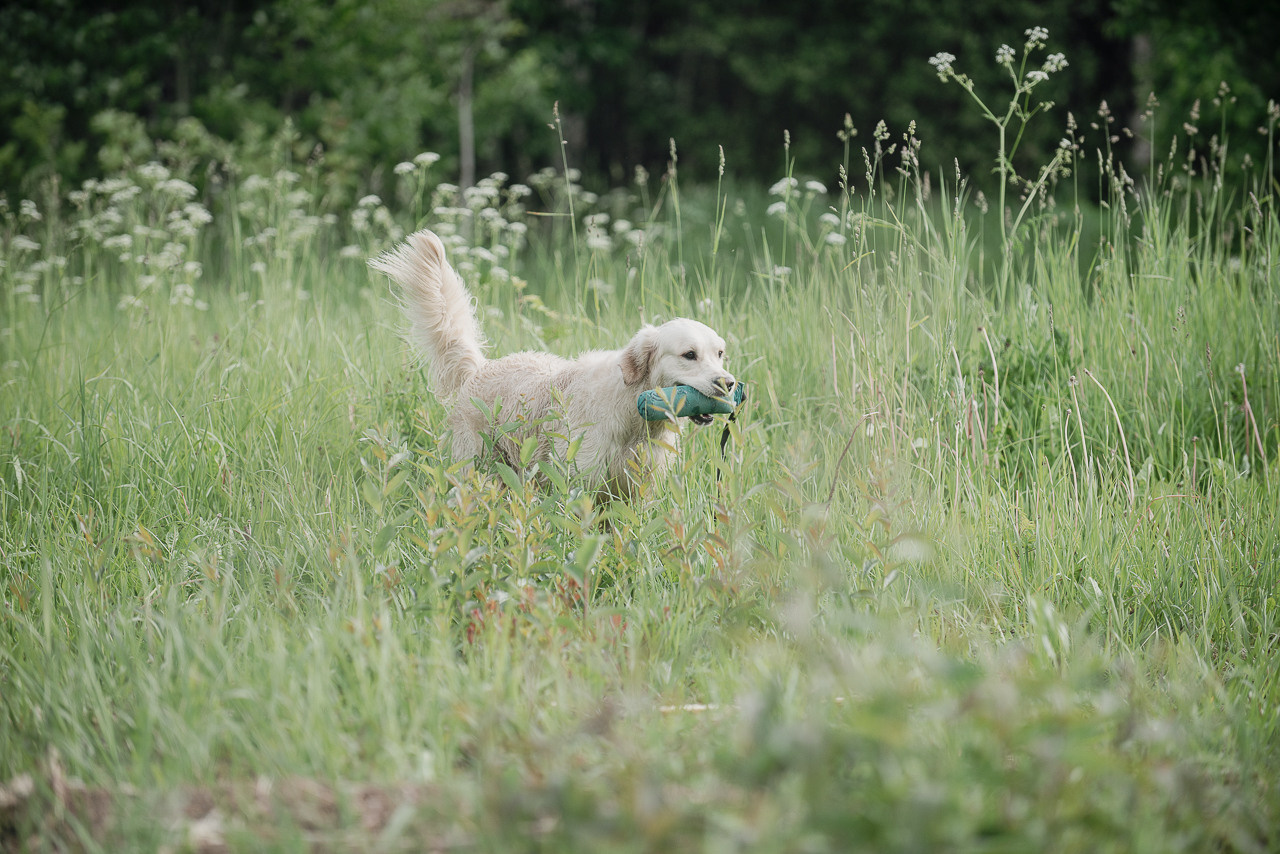 Несертификатный воркинг тест Школы Шмеля, 10 июня 2023. Фотограф-анималист Наталья Светличная