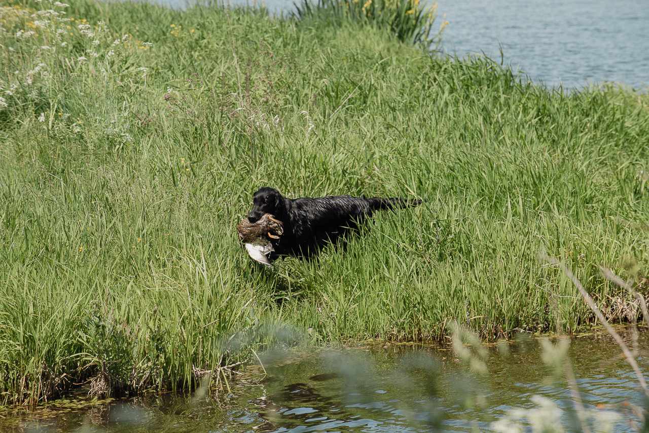 Испытания МОО «Школа Шмеля» 11 июня 2023. Фотограф-анималист Наталья Светличная