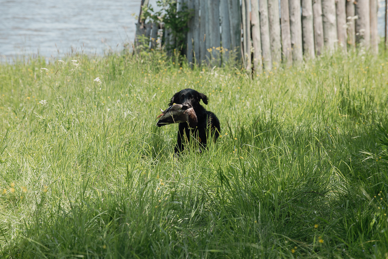 Испытания МОО «Школа Шмеля» 11 июня 2023. Фотограф-анималист Наталья Светличная