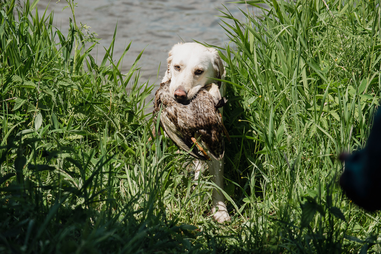 Испытания МОО «Школа Шмеля» 11 июня 2023. Фотограф-анималист Наталья Светличная