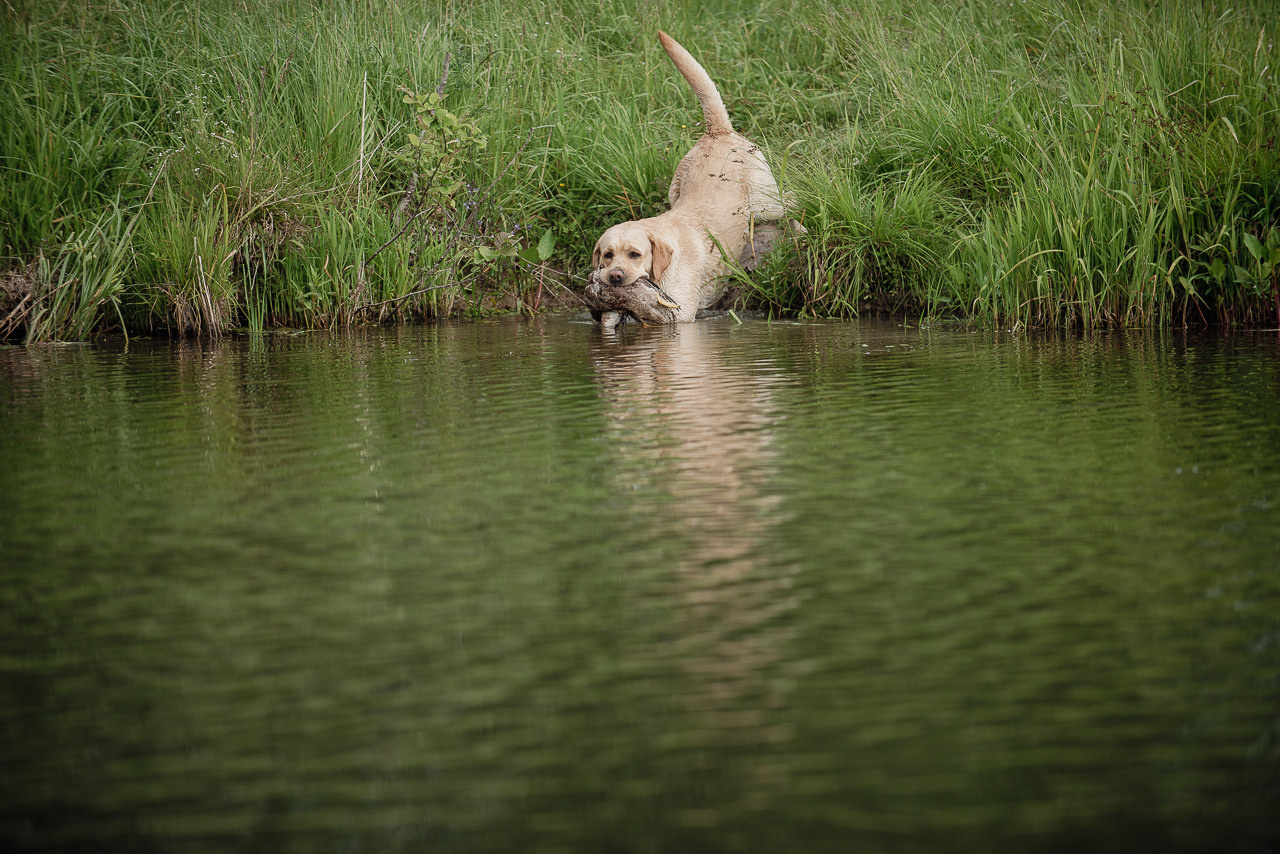 Состязания по розыску и подаче битой дичи, ЯРОС, 18.06.23. Фотограф-анималист Наталья Светличная