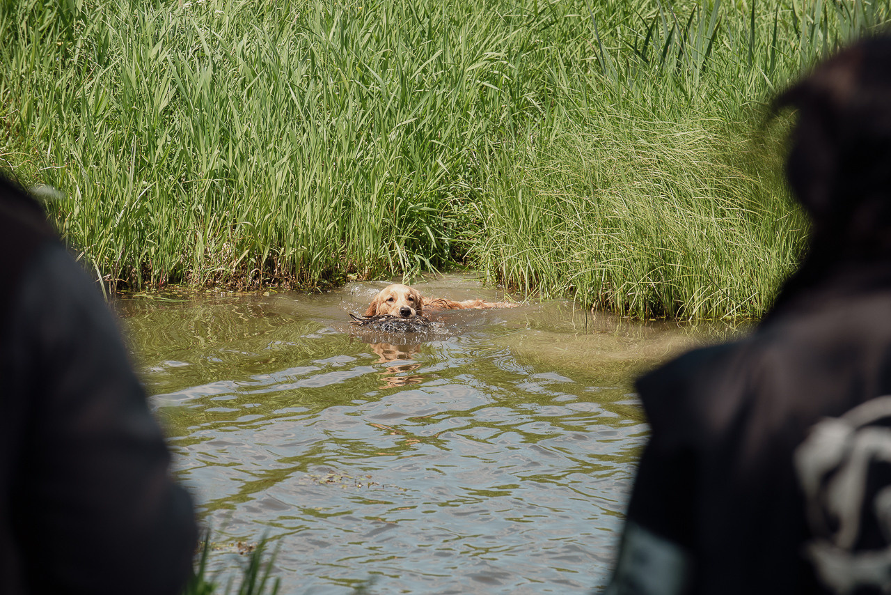 Испытания МОО «Школа Шмеля» 11 июня 2023. Фотограф-анималист Наталья Светличная