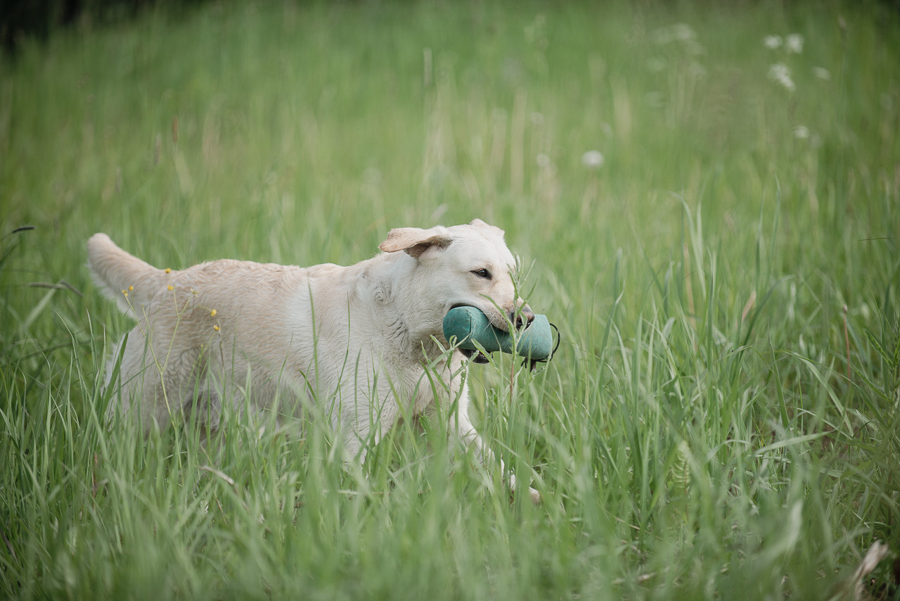 Несертификатный воркинг тест Школы Шмеля, 10 июня 2023. Фотограф-анималист Наталья Светличная