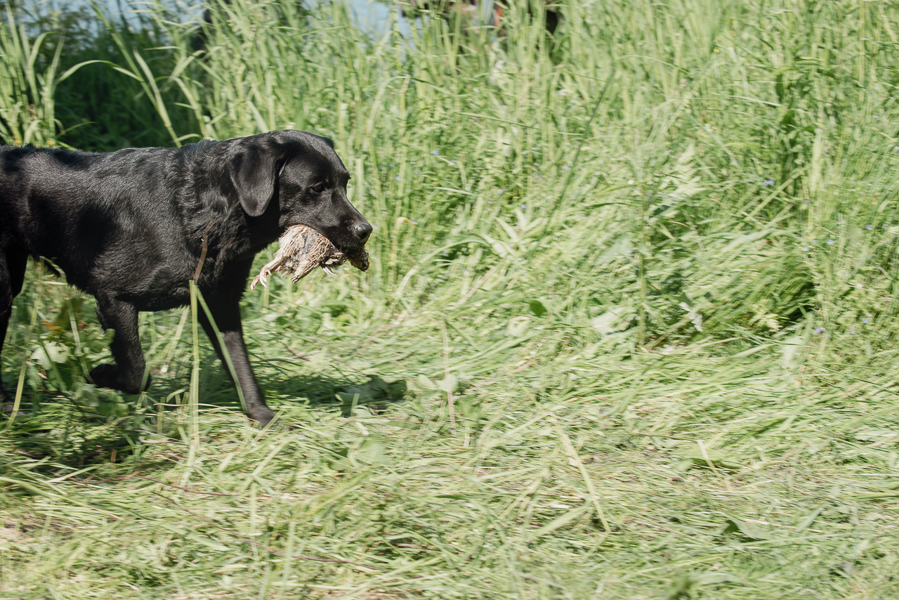 Испытания МОО «Школа Шмеля» 11 июня 2023. Фотограф-анималист Наталья Светличная