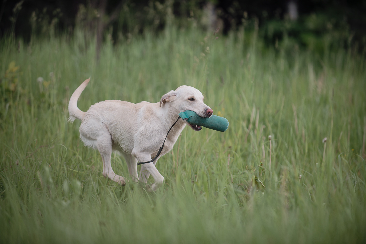 Несертификатный воркинг тест Школы Шмеля, 10 июня 2023. Фотограф-анималист Наталья Светличная