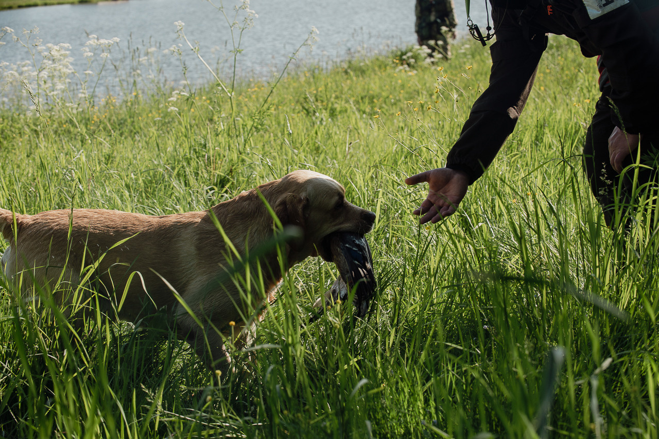 Испытания МОО «Школа Шмеля» 11 июня 2023. Фотограф-анималист Наталья Светличная