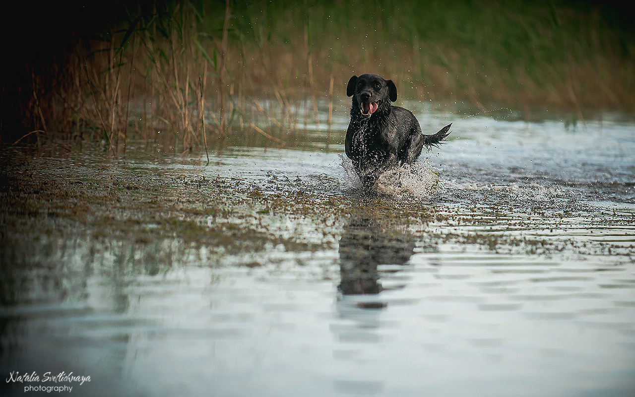 Никольские озера и ретриверы. Фотограф-анималист Наталья Светличная
