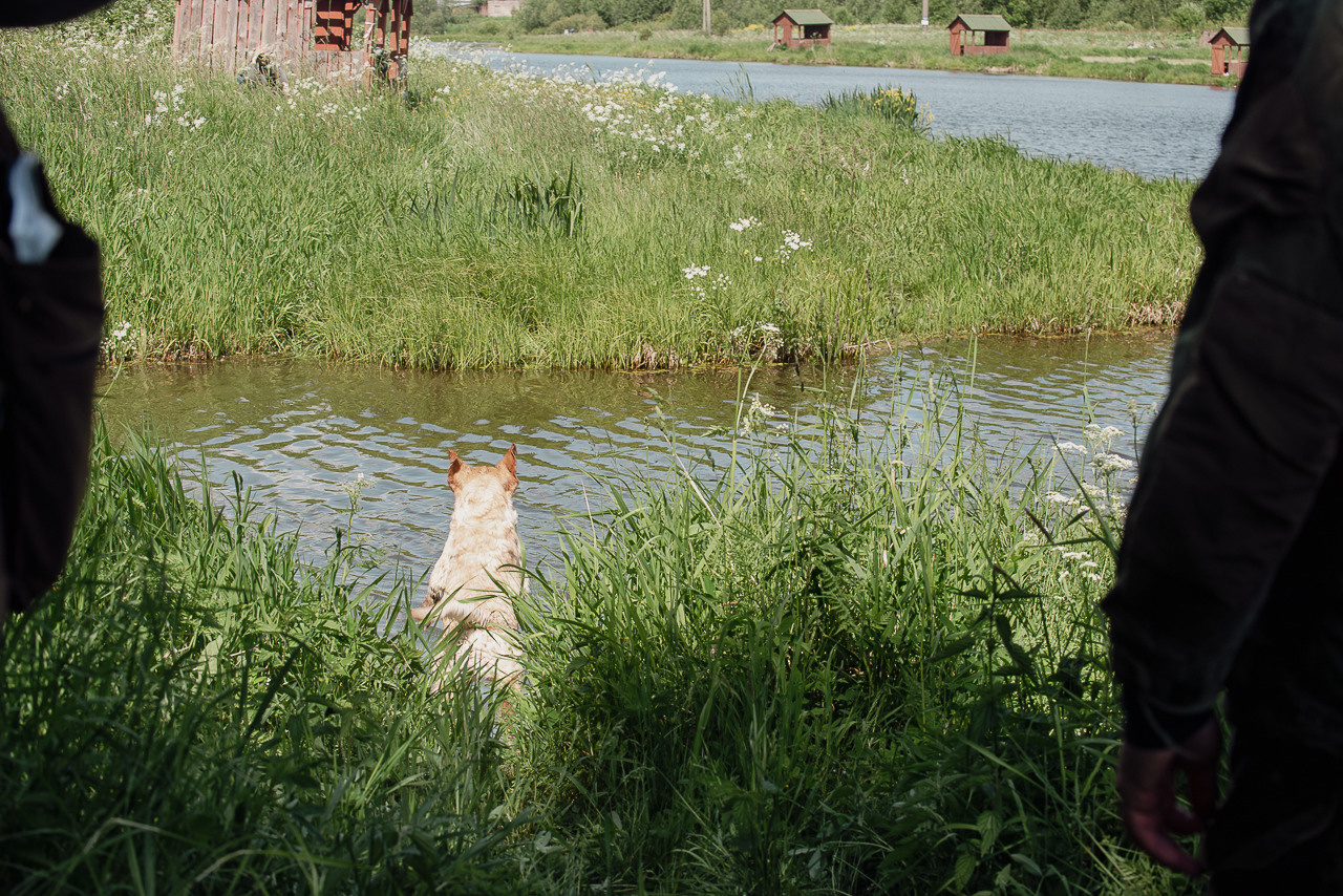Испытания МОО «Школа Шмеля» 11 июня 2023. Фотограф-анималист Наталья Светличная