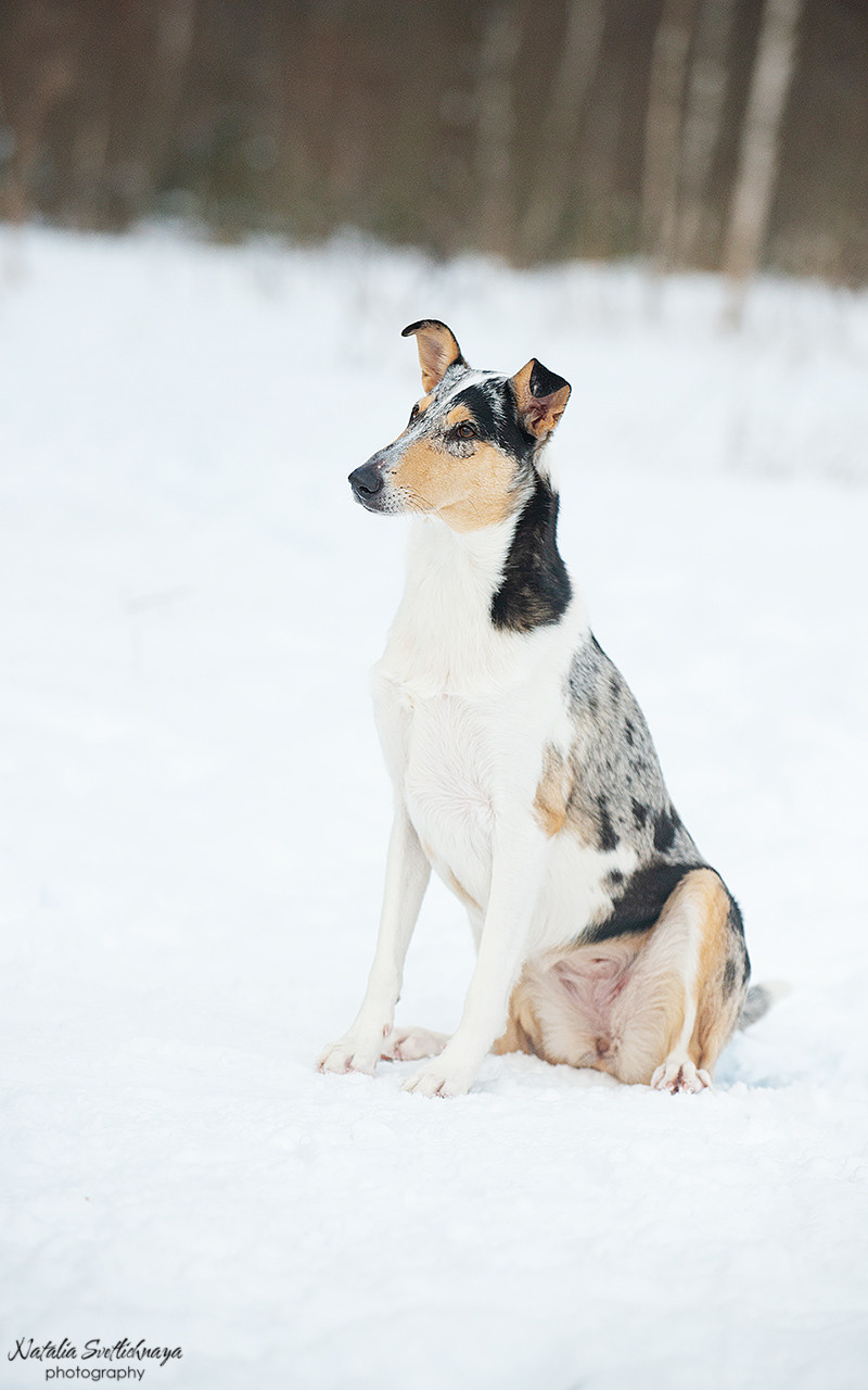 Гладкошерстная колли Саюри. Фотограф-анималист Наталья Светличная