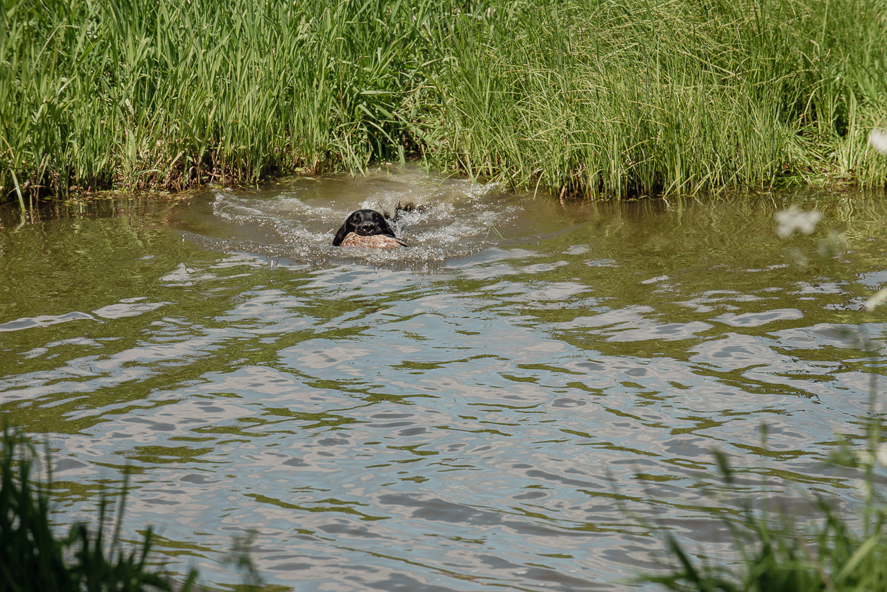 Испытания МОО «Школа Шмеля» 11 июня 2023. Фотограф-анималист Наталья Светличная