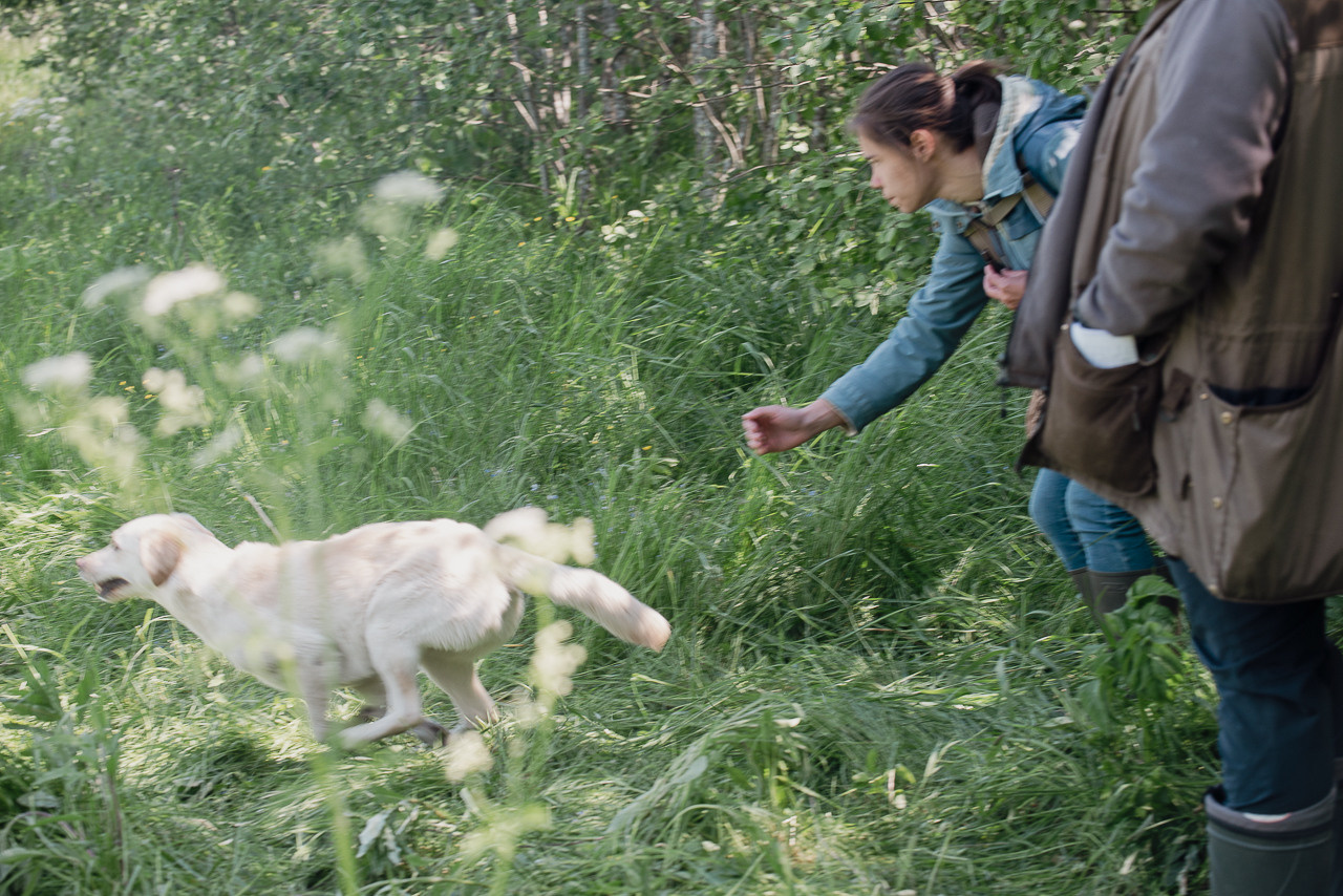 Испытания МОО «Школа Шмеля» 11 июня 2023. Фотограф-анималист Наталья Светличная