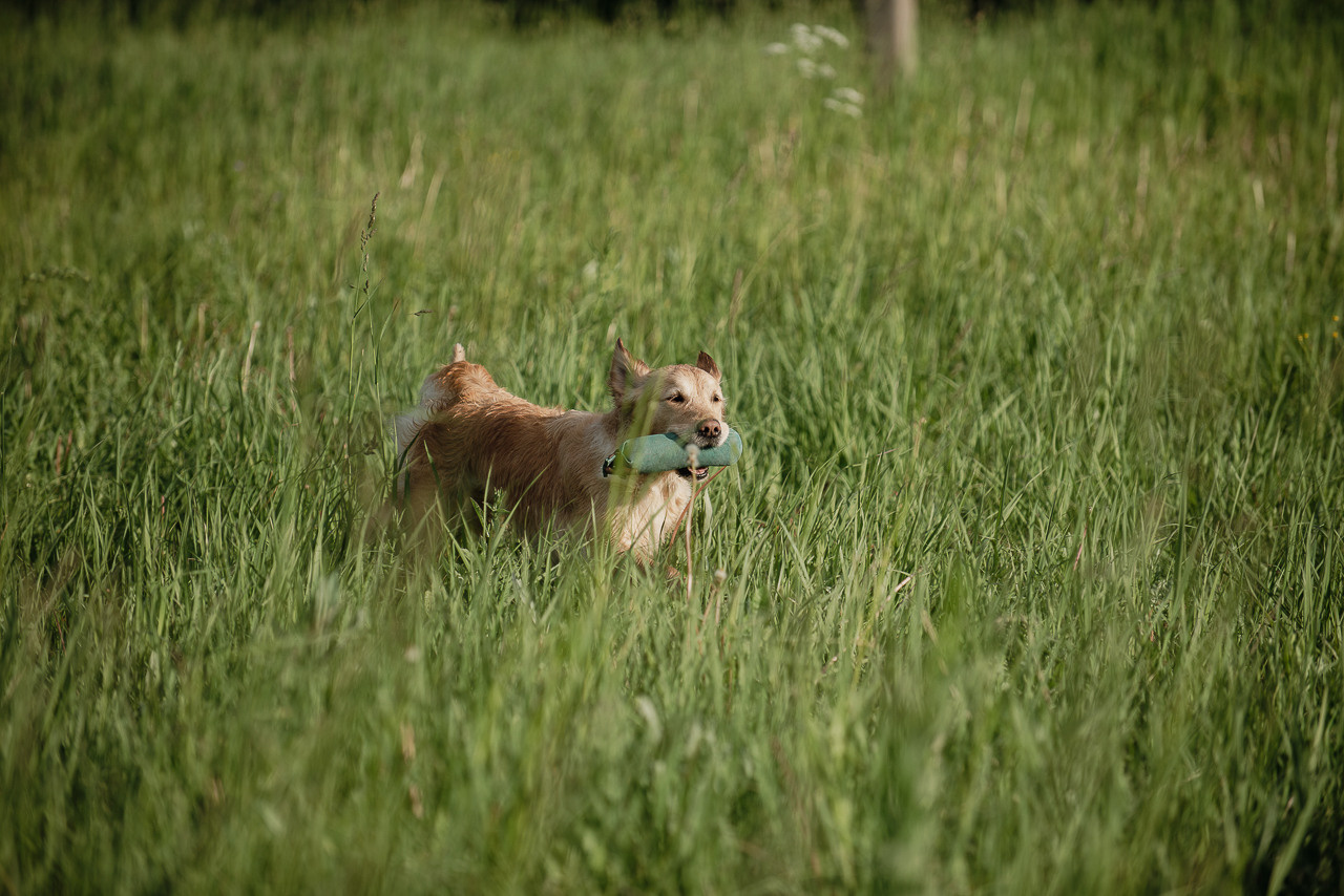 Несертификатный воркинг тест Школы Шмеля, 10 июня 2023. Фотограф-анималист Наталья Светличная