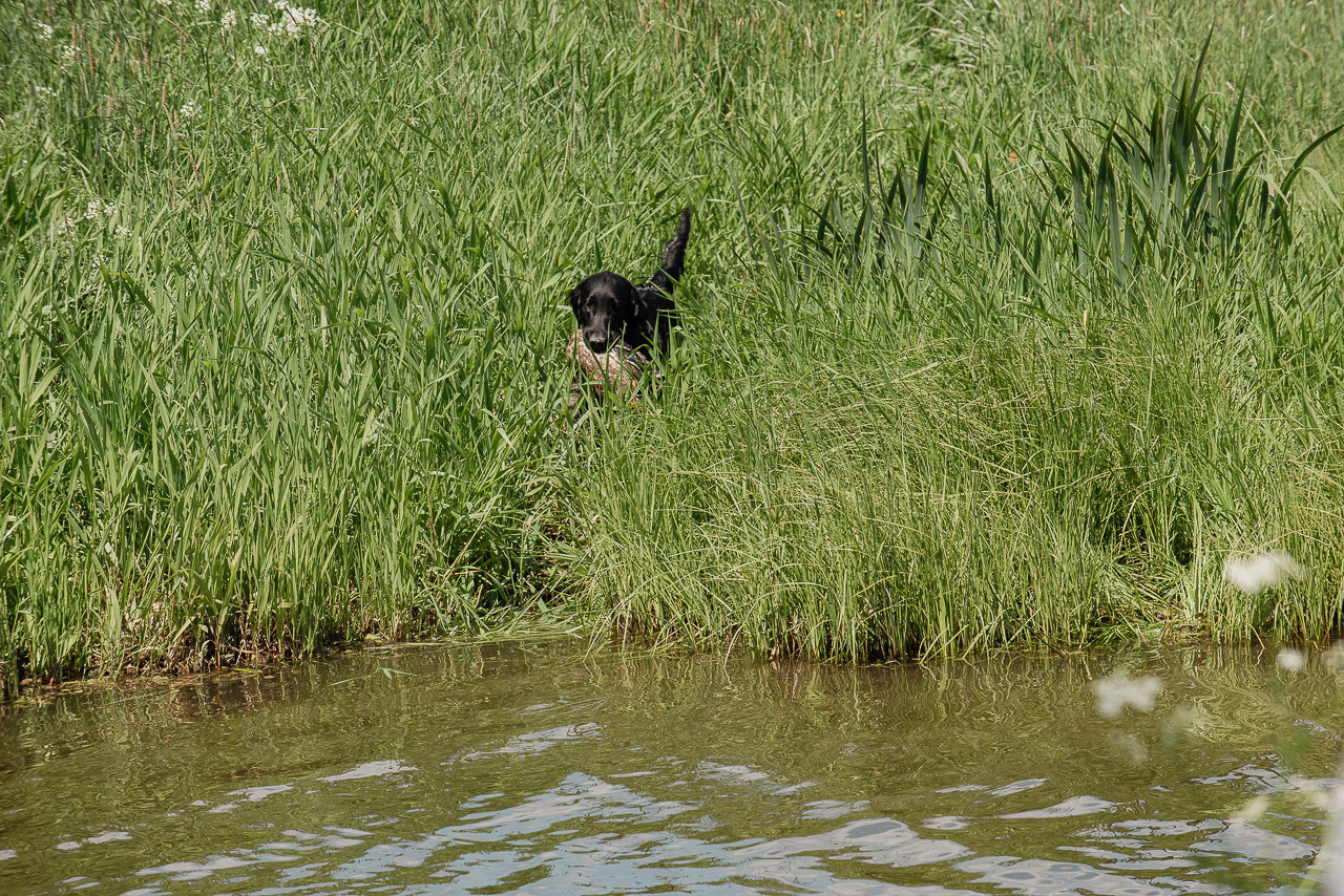 Испытания МОО «Школа Шмеля» 11 июня 2023. Фотограф-анималист Наталья Светличная