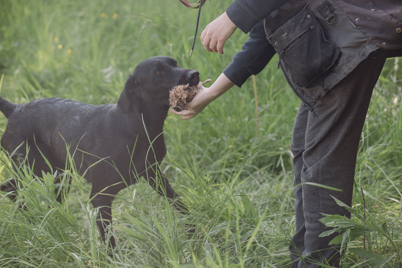 Испытания МОО «Школа Шмеля» 11 июня 2023. Фотограф-анималист Наталья Светличная