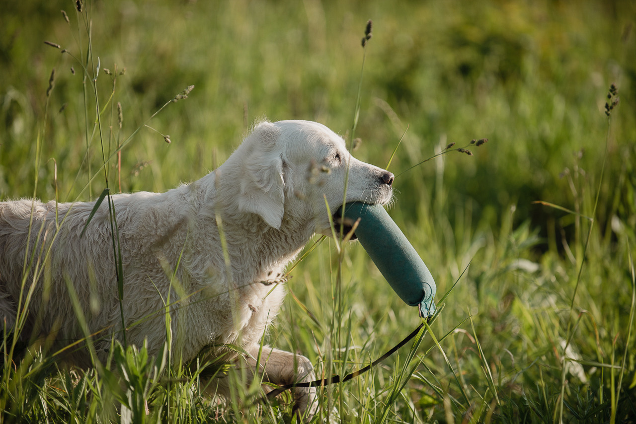 Несертификатный воркинг тест Школы Шмеля, 10 июня 2023. Фотограф-анималист Наталья Светличная
