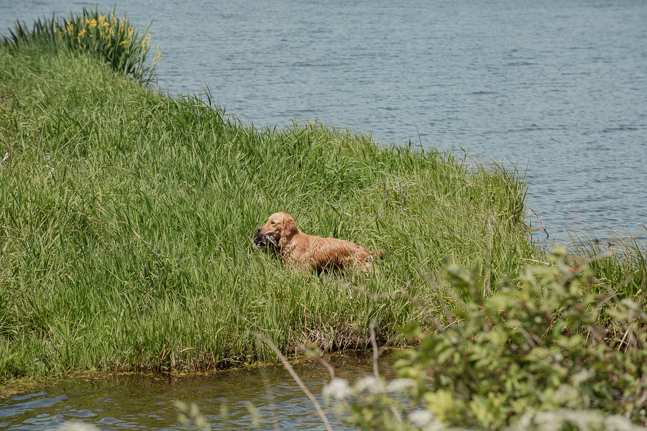 Испытания МОО «Школа Шмеля» 11 июня 2023. Фотограф-анималист Наталья Светличная