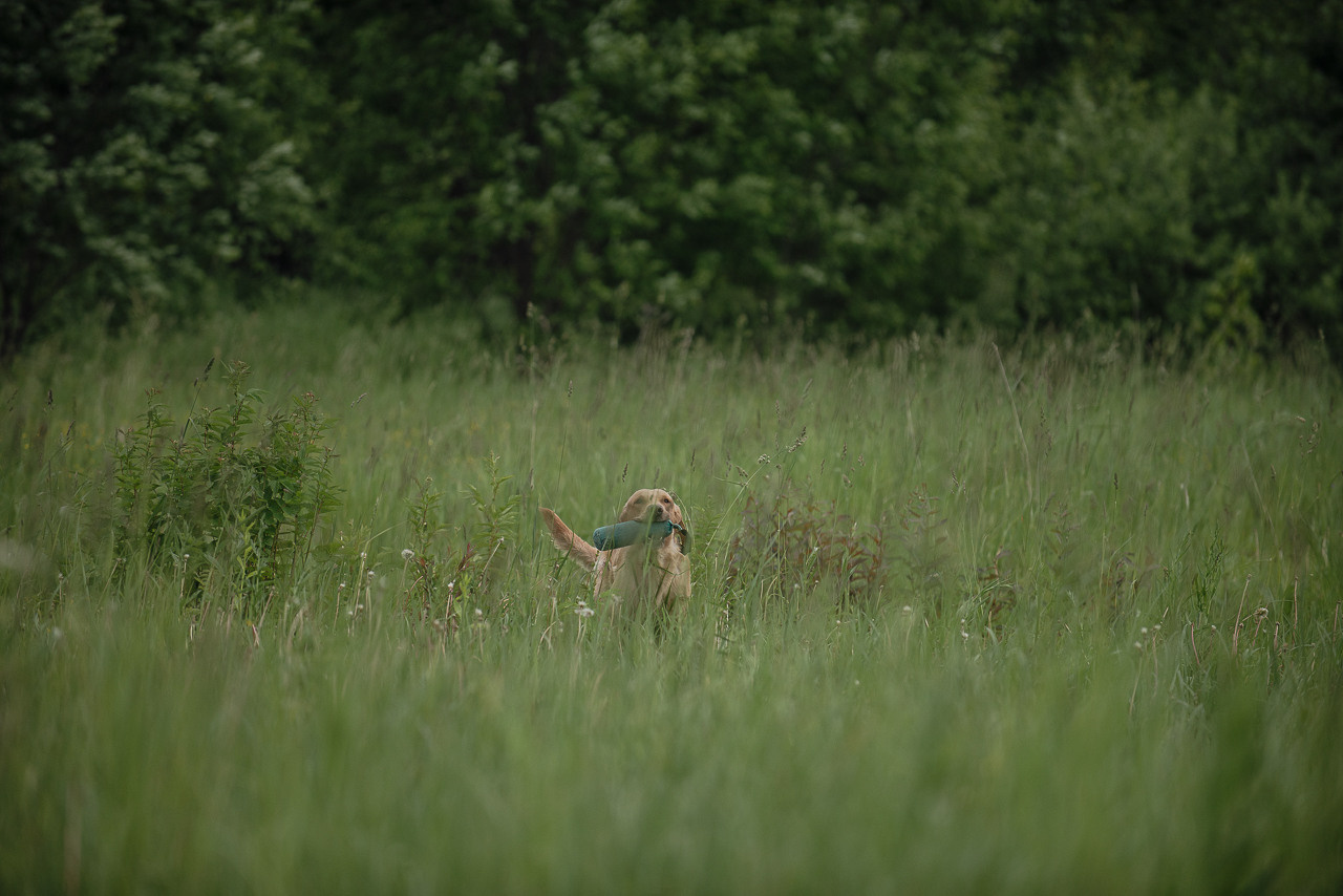 Несертификатный воркинг тест Школы Шмеля, 10 июня 2023. Фотограф-анималист Наталья Светличная