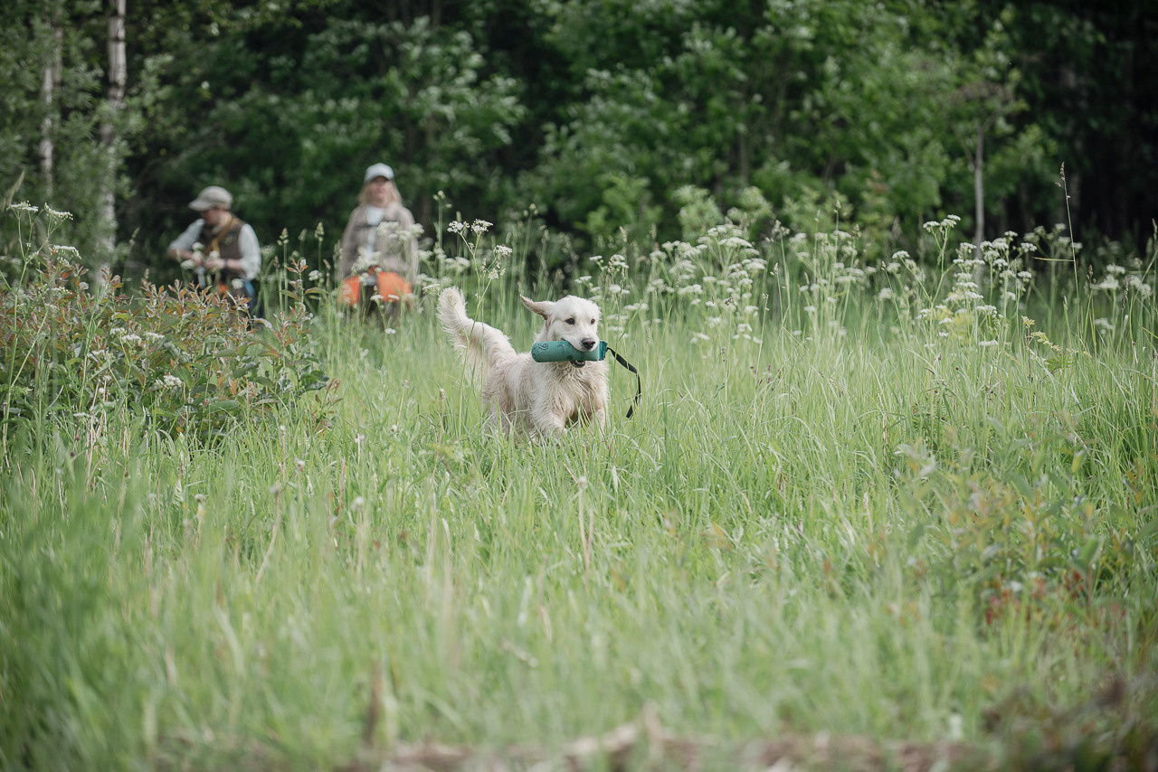 Несертификатный воркинг тест Школы Шмеля, 10 июня 2023. Фотограф-анималист Наталья Светличная