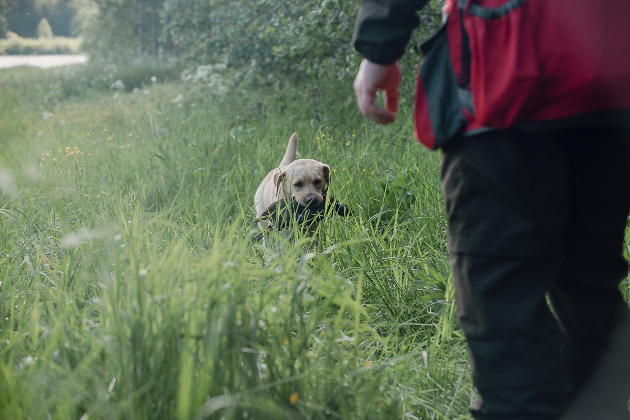 Испытания МОО «Школа Шмеля» 11 июня 2023. Фотограф-анималист Наталья Светличная