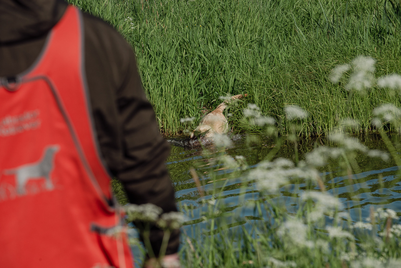 Испытания МОО «Школа Шмеля» 11 июня 2023. Фотограф-анималист Наталья Светличная