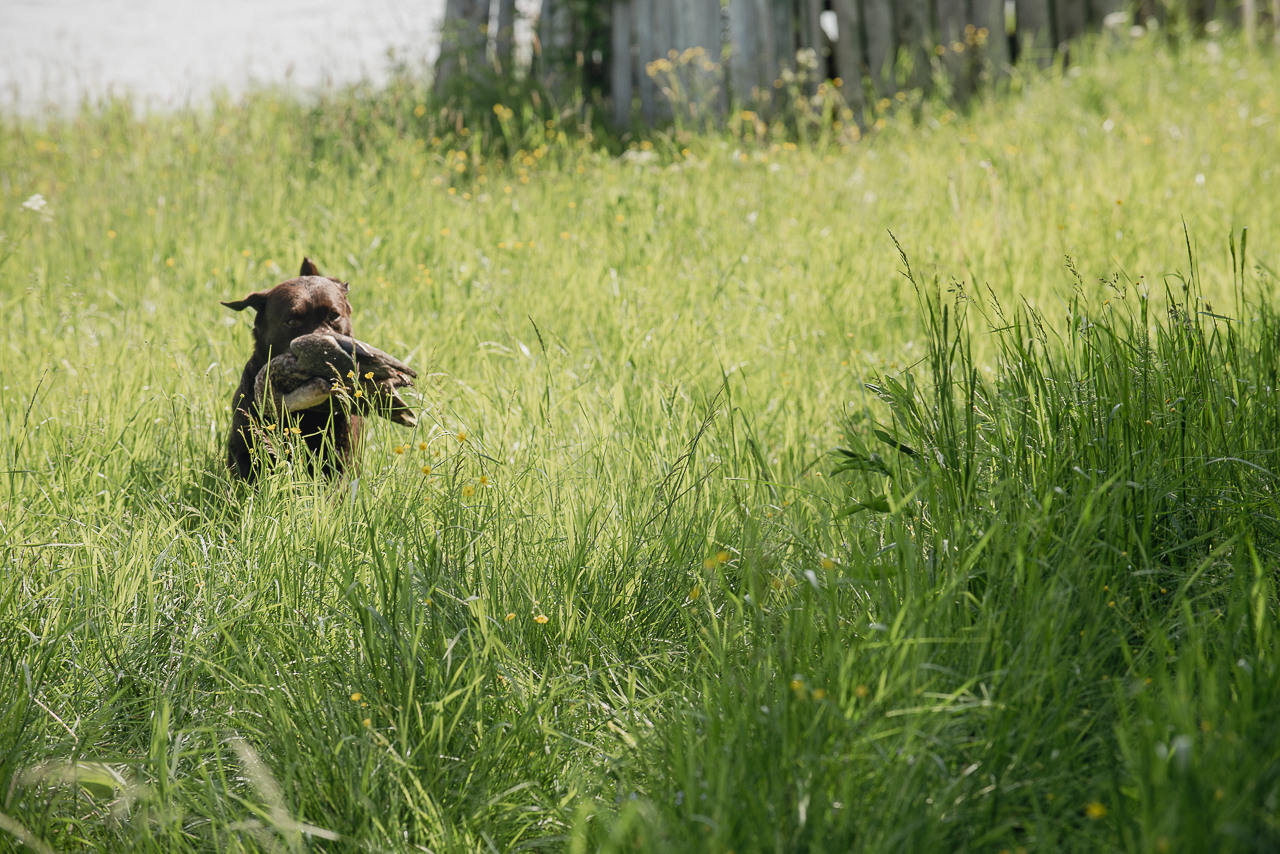 Испытания МОО «Школа Шмеля» 11 июня 2023. Фотограф-анималист Наталья Светличная