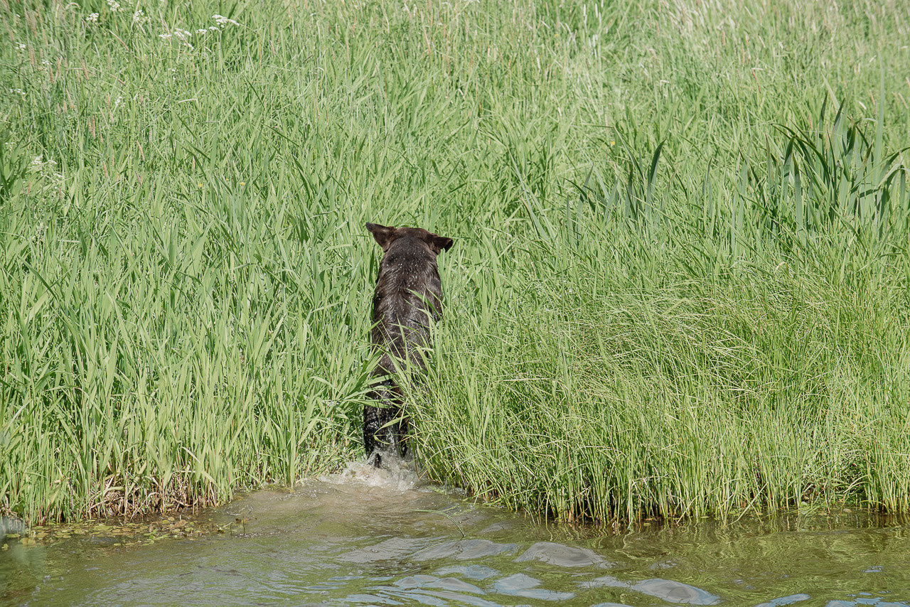 Испытания МОО «Школа Шмеля» 11 июня 2023. Фотограф-анималист Наталья Светличная
