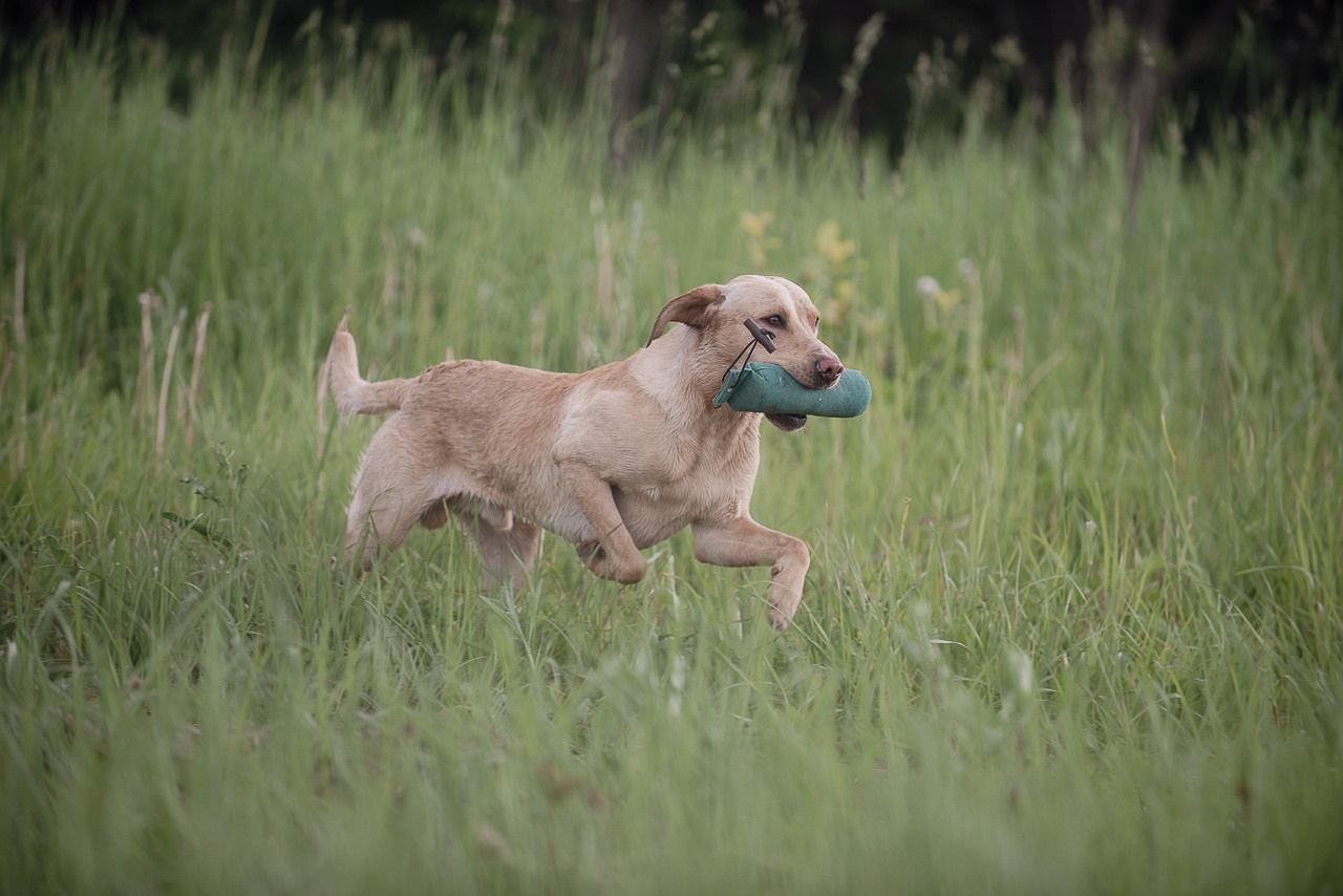Несертификатный воркинг тест Школы Шмеля, 10 июня 2023. Фотограф-анималист Наталья Светличная