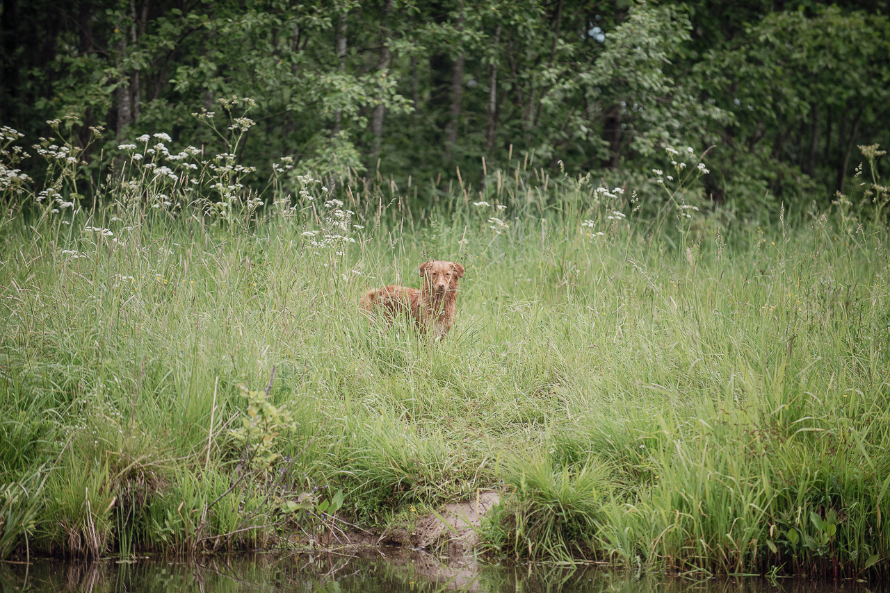 Состязания по розыску и подаче битой дичи, ЯРОС, 18.06.23. Фотограф-анималист Наталья Светличная